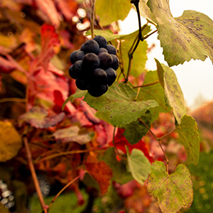 Les raisins pour la production de vinaigre balsamique