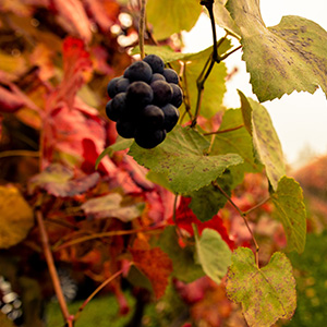 Le uve per la produzione dell'aceto balsamico